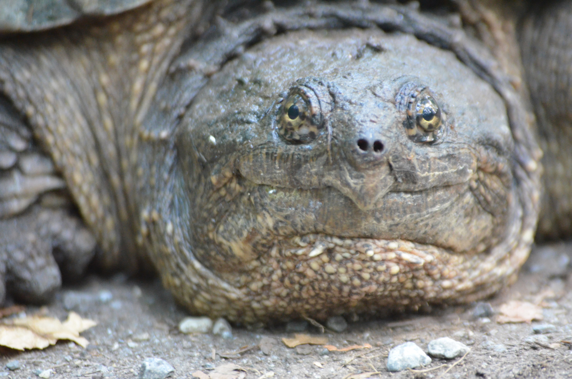 Snapping Turtles Living Dinosaurs Insanitek