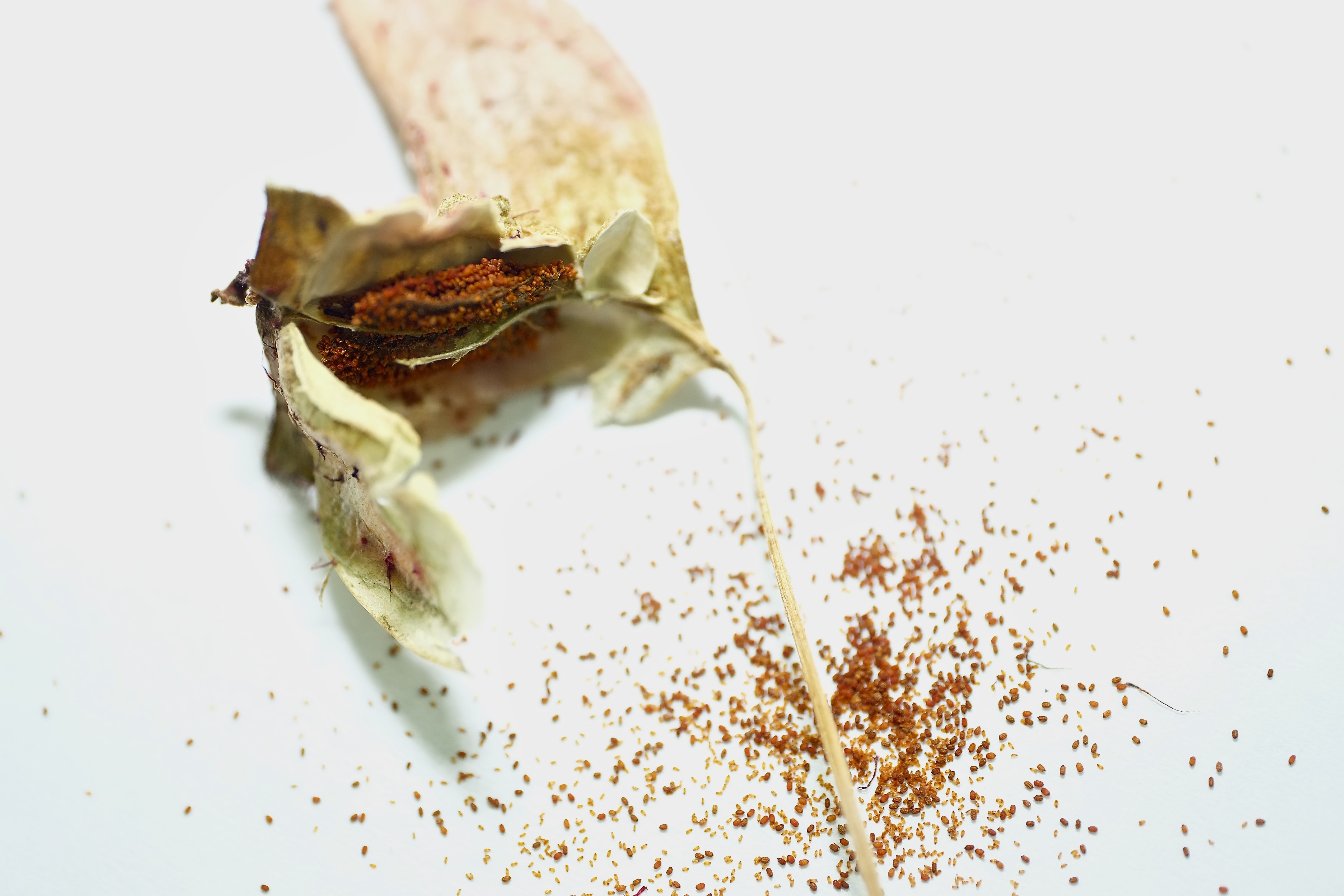 Collecting Begonia Seed IN SEARCH OF SMALL THINGS