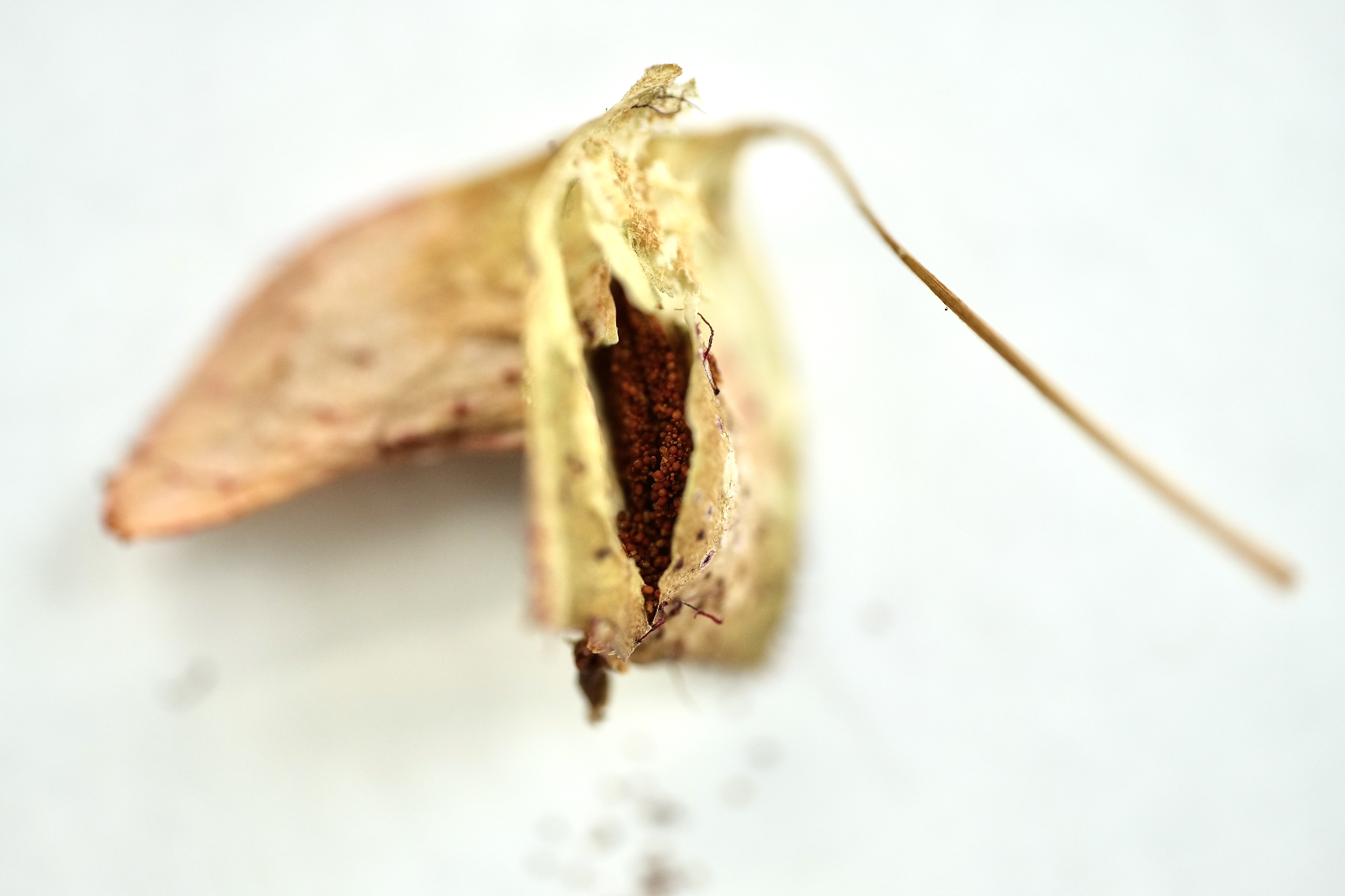 Collecting Begonia Seed IN SEARCH OF SMALL THINGS