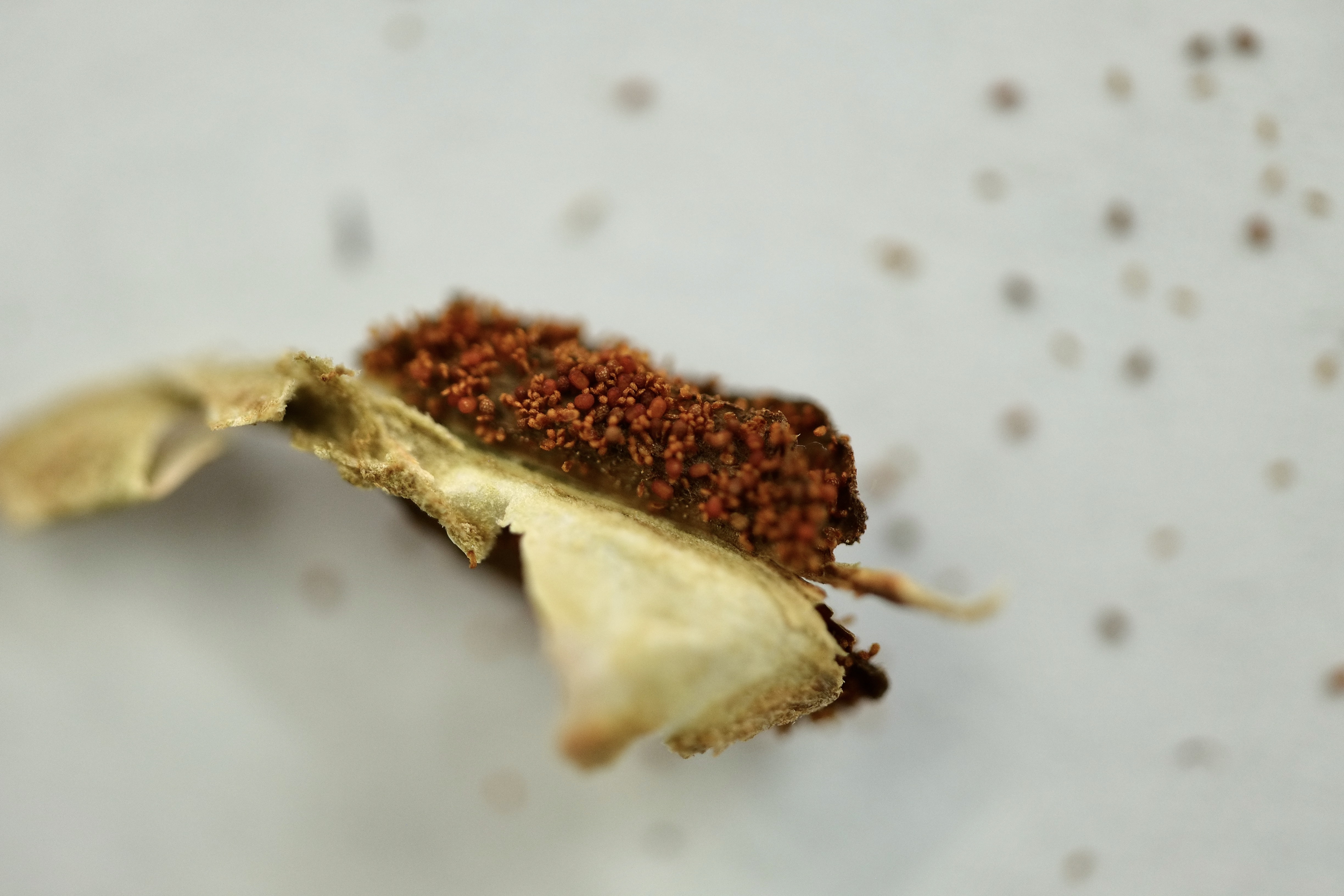 Collecting Begonia Seed IN SEARCH OF SMALL THINGS