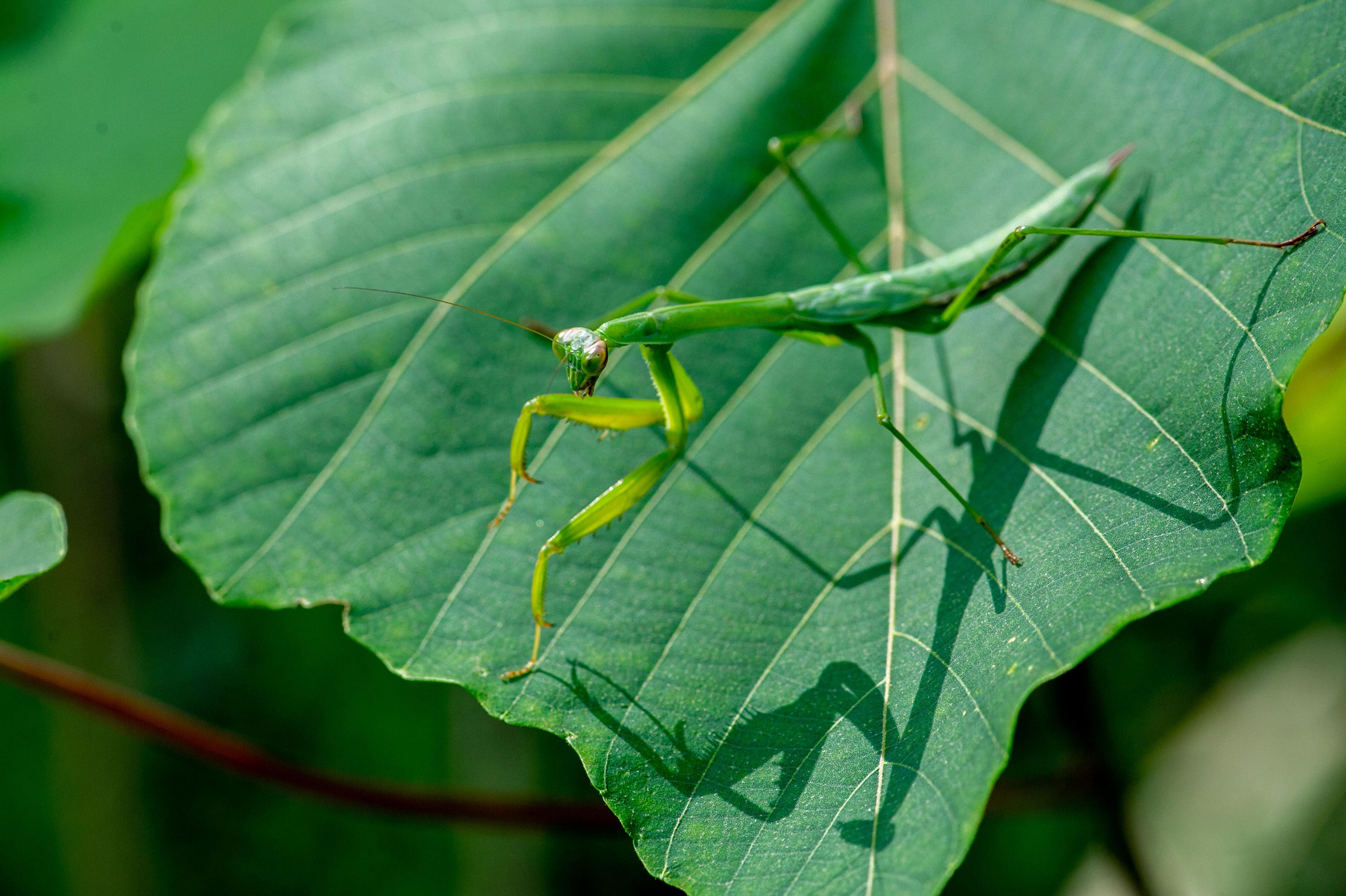 オオカマキリの特徴や見分け方 虫の写真と生態なら昆虫写真図鑑「ムシミル」