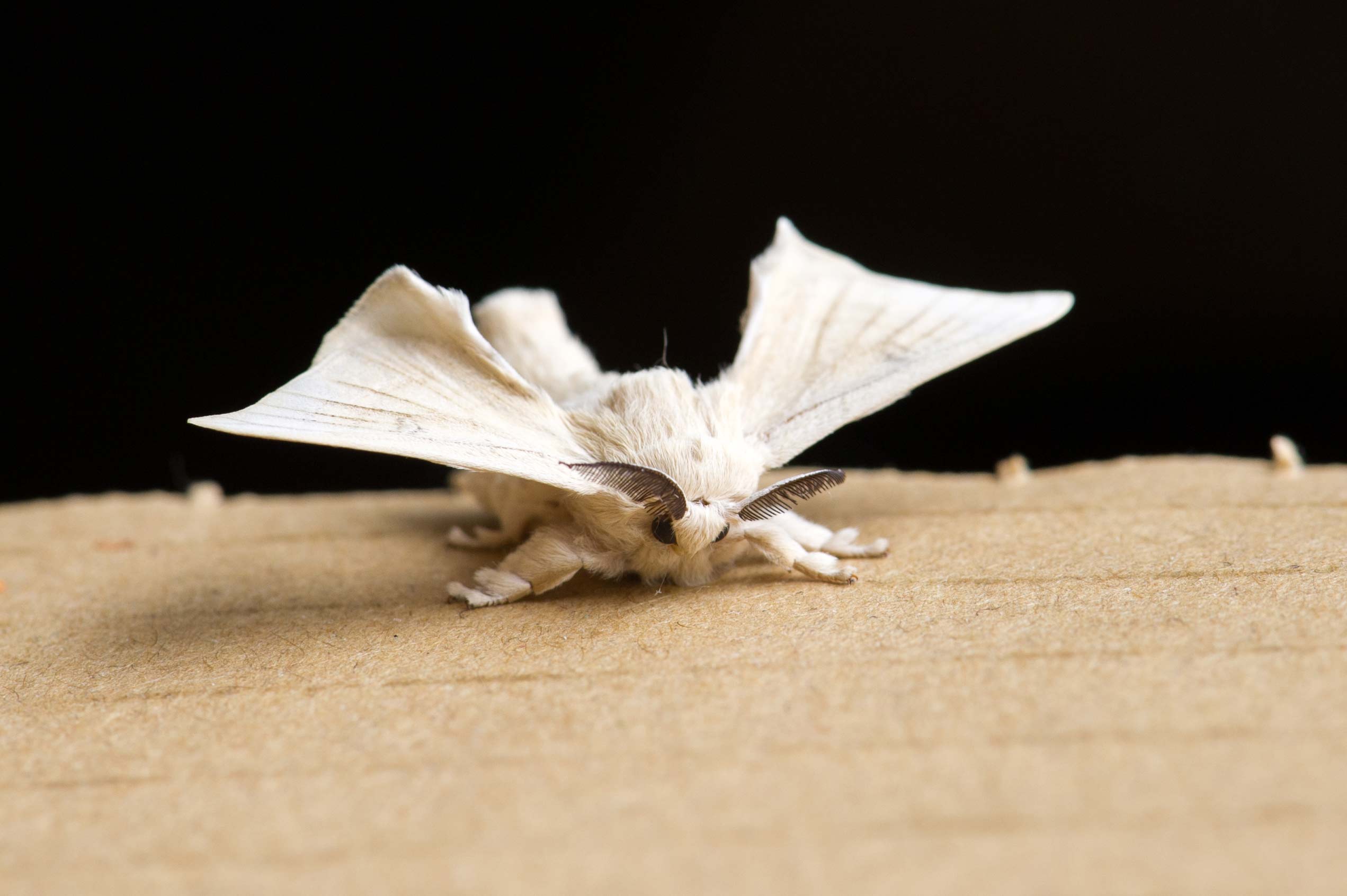 モッフモフでふっさふさ。蛾に対する概念が変わりそうなリンゴドクガ（昆虫出演中） : カラパイア カイコ | 虫の写真と生態なら昆虫写真図鑑「ムシミル」