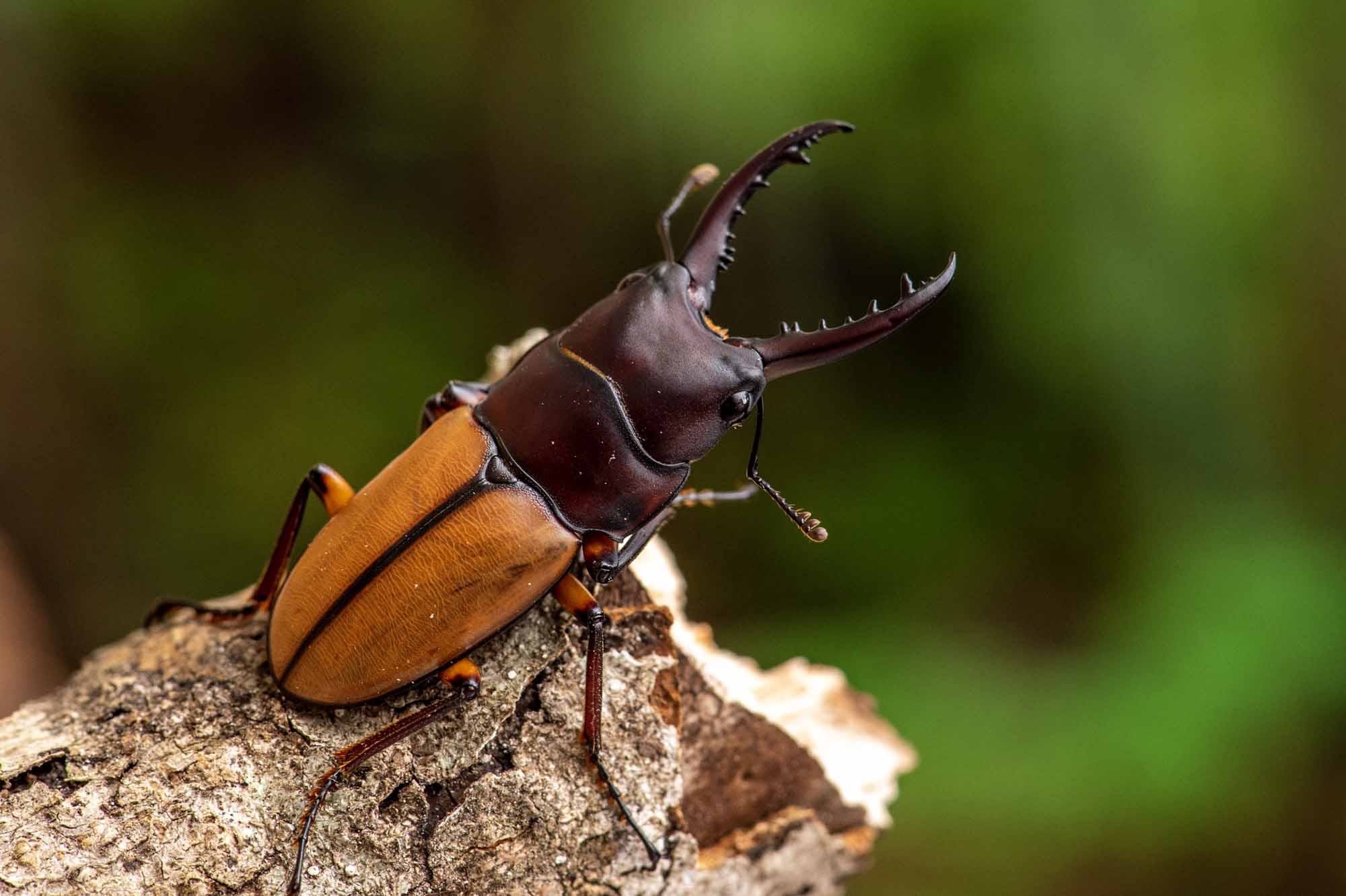 ブルイジンノコギリクワガタ 虫の写真と生態なら昆虫写真図鑑「ムシミル」