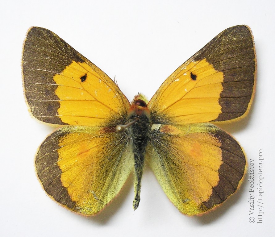 Photo #11575: Colias electo