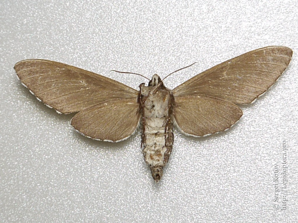 Photo 14167 Sphinx pinastri