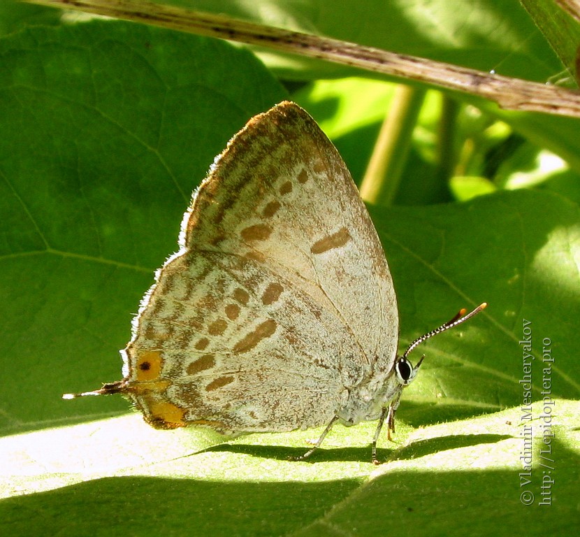 Photo 29954 Goldia pacifica