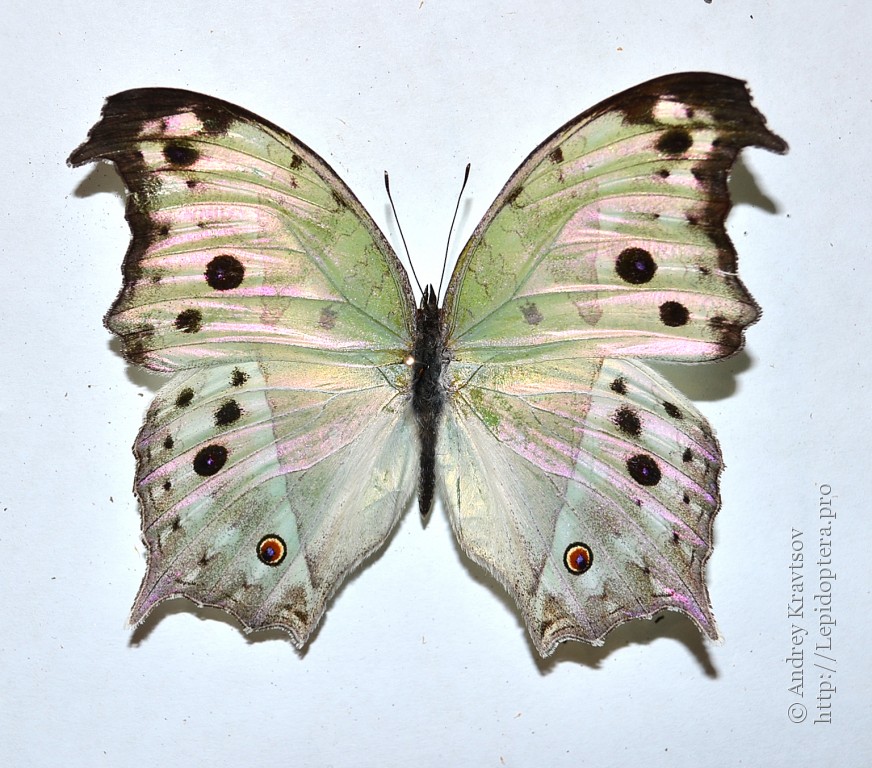 Photo 35828 Salamis parhassus