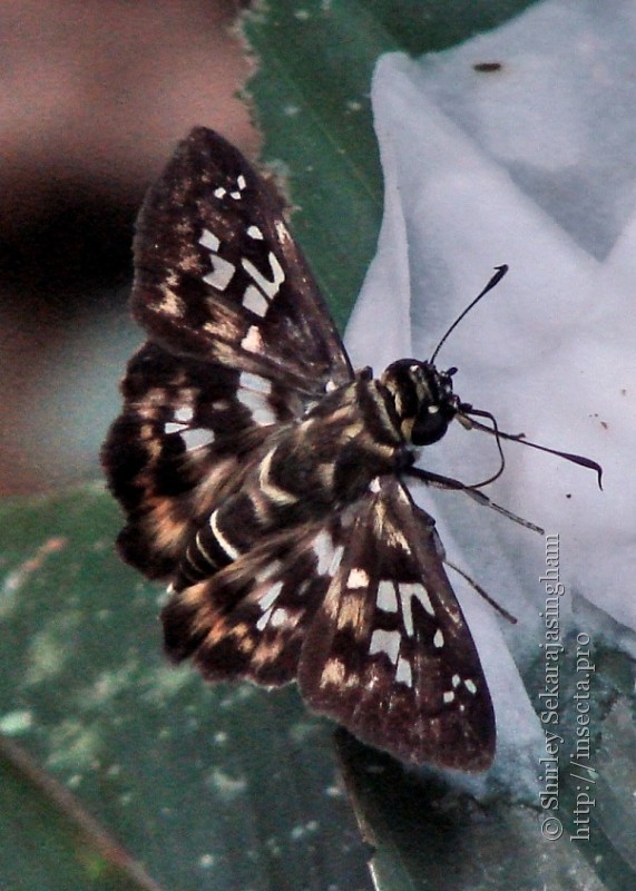 Photo 54051 Udranomia kikkawai