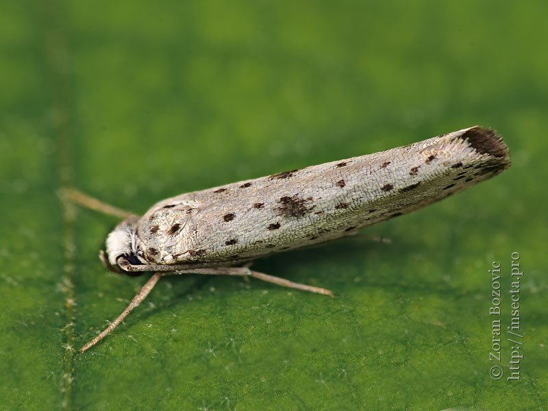 Photo 51560 Yponomeuta plumbella