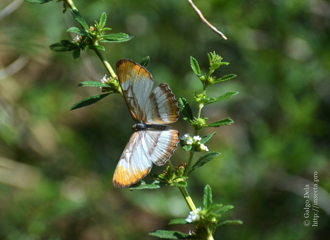 Photo 77068 Mestra dorcas apicalis