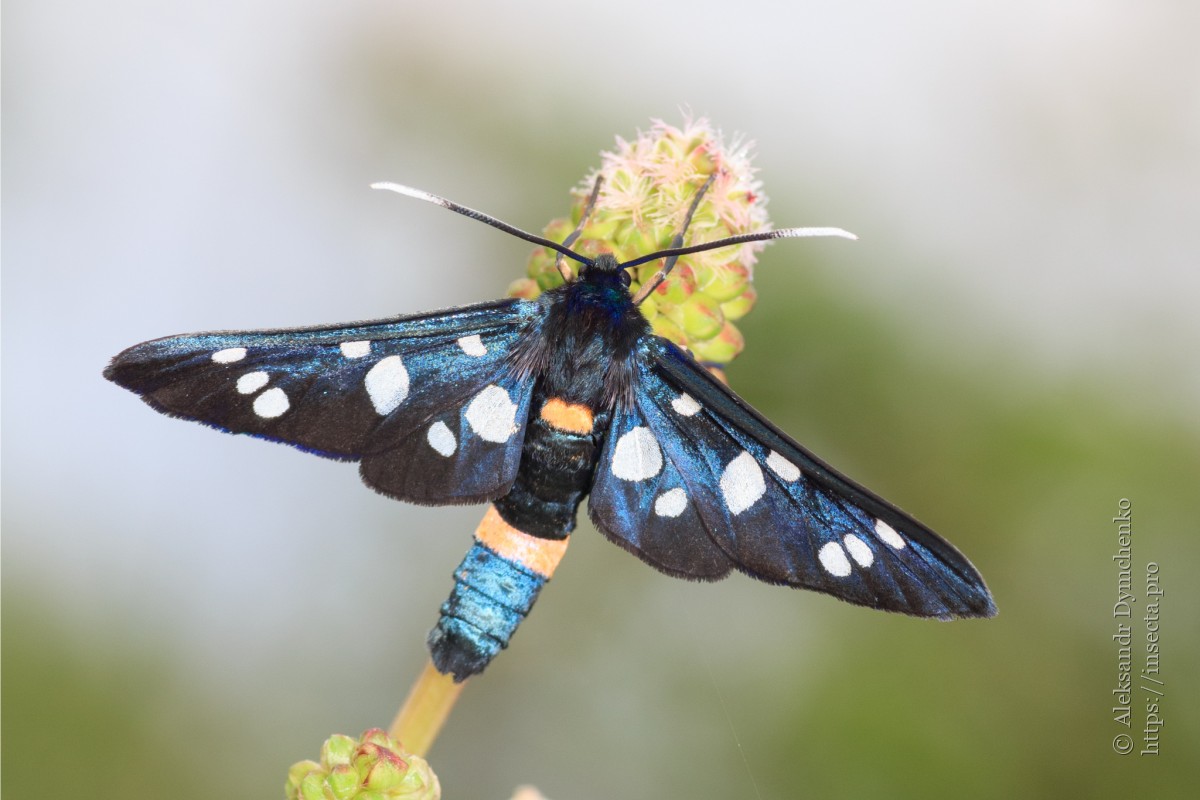 Photo 82830 Amata sp.