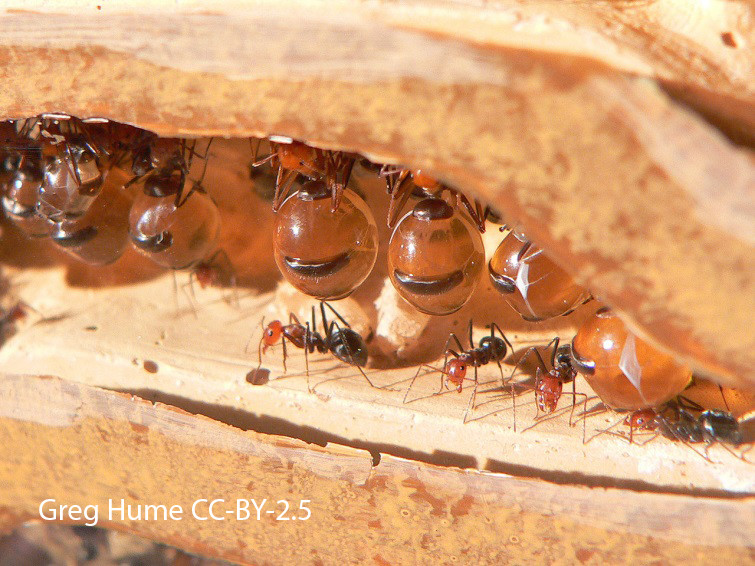 How Important is Honeydew? Insect Agroecology