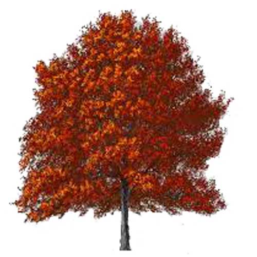 Plant a Red Oak Tree (UK) Insectago