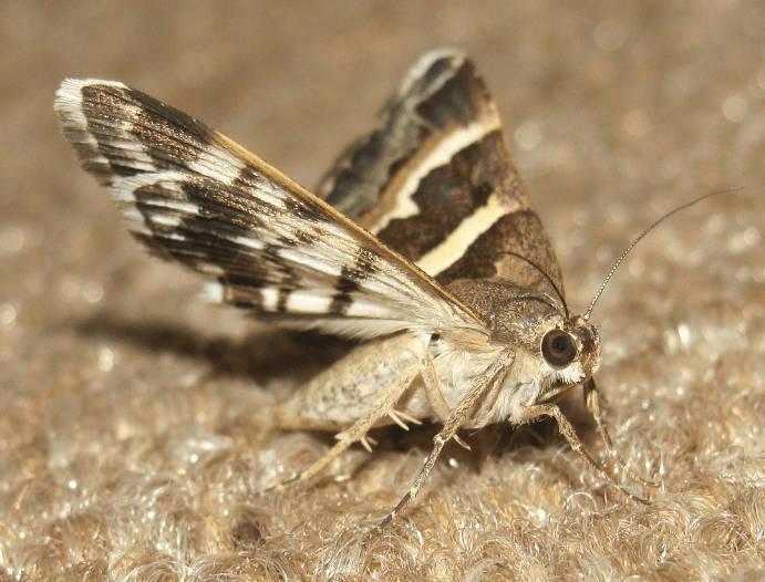 The Danger of Moths Call 7788864111 Old Fashion Old School