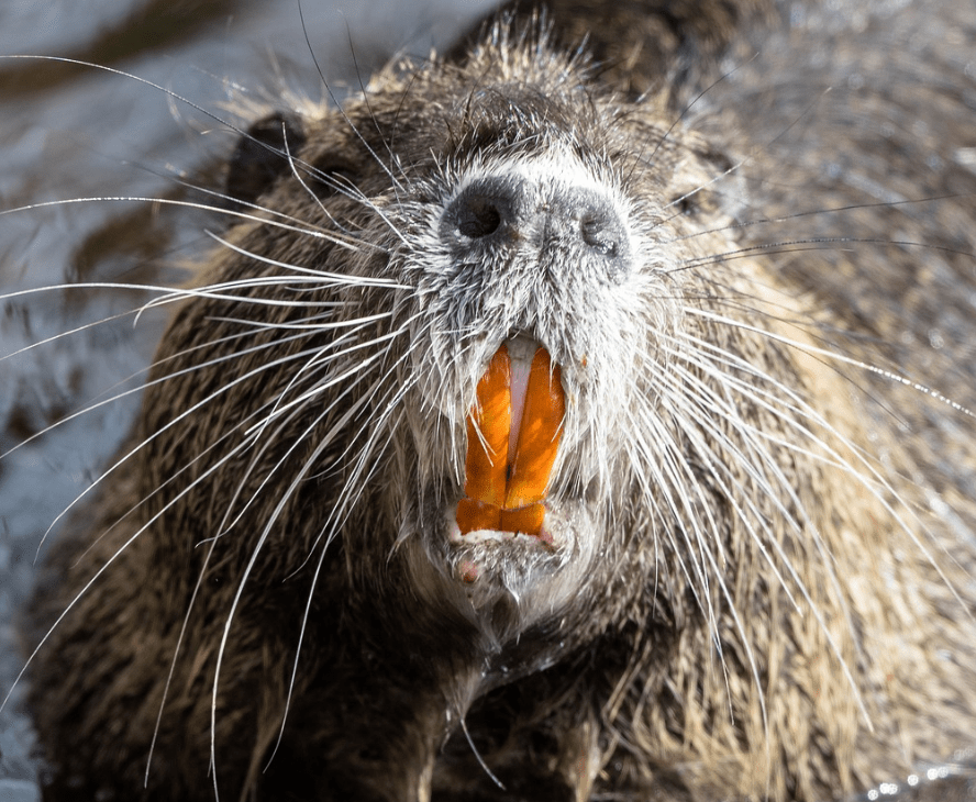 Nutria the Invasive Swamp Rat Call 7788864111 Old Fashion Old