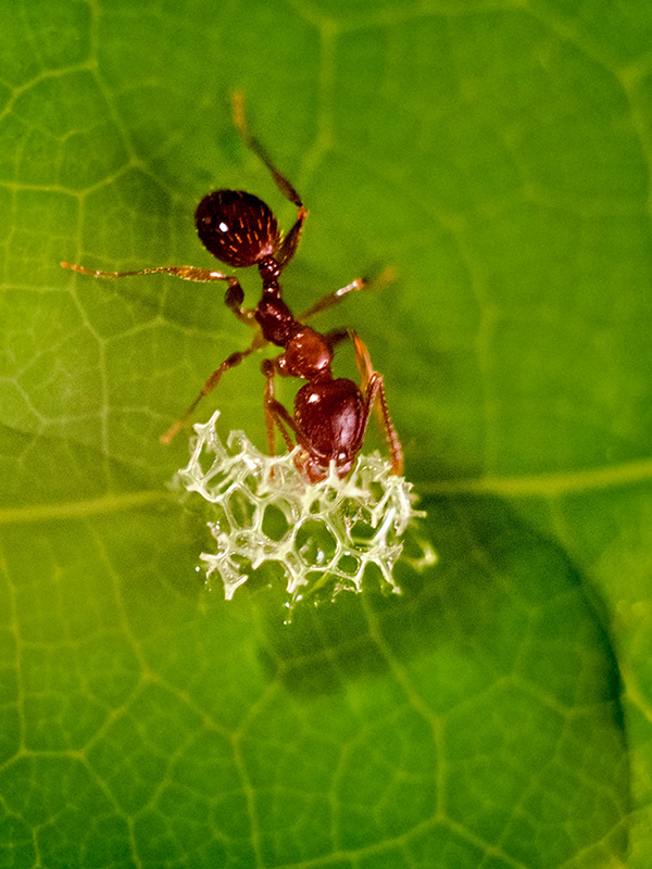 Vegans vs. omnivores differences in foraging tool use in ants with