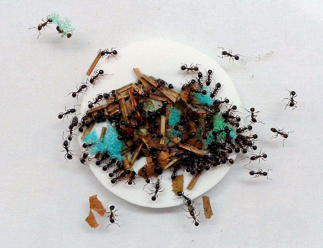 Vegans vs. omnivores differences in foraging tool use in ants with
