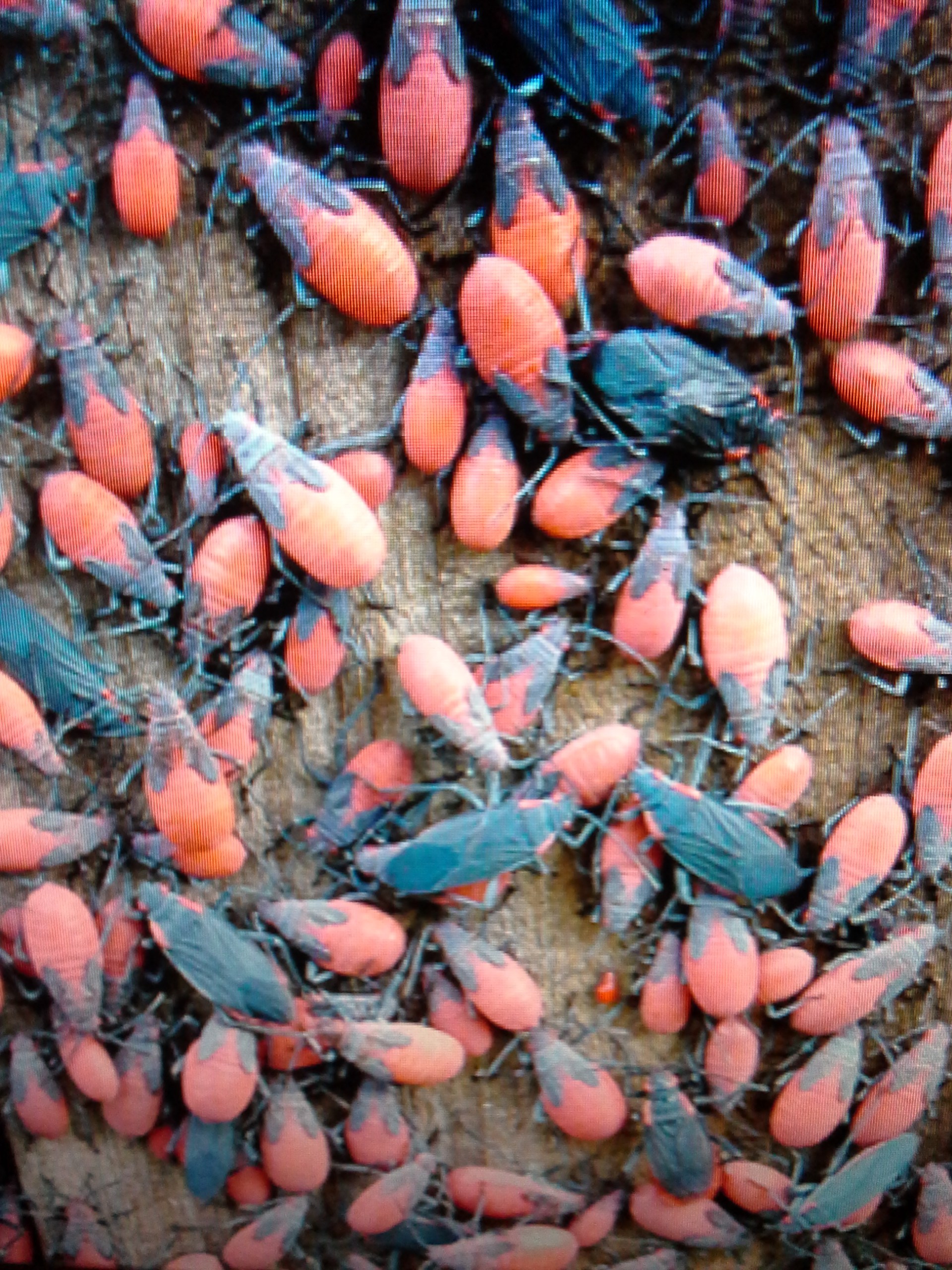 Jadera Bug Earth's Best Natural Pest Management