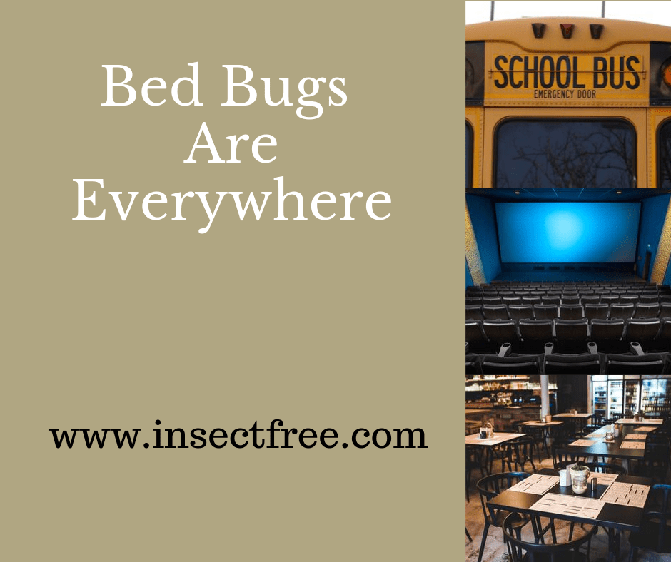Bed Bugs Are Everywhere Earth's Best Natural Pest Management