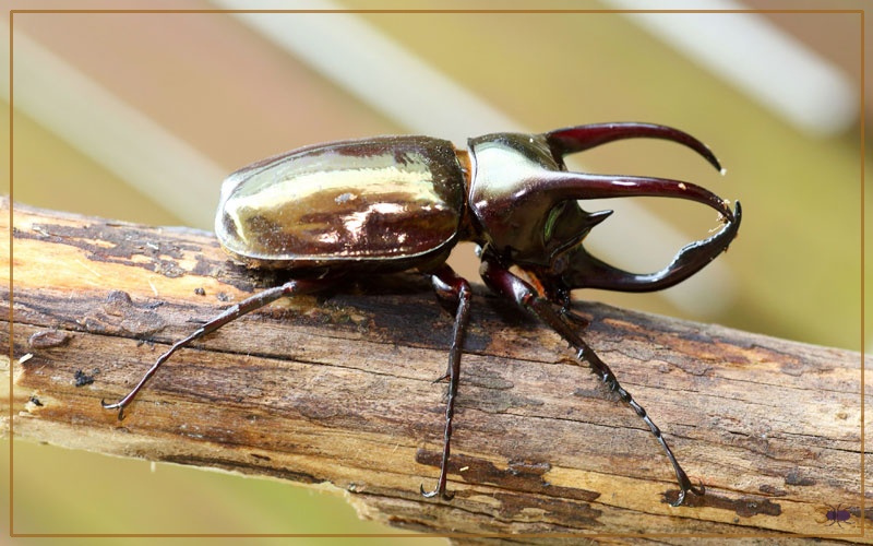 Atlas Beetle Species Profile & Facts Insectic