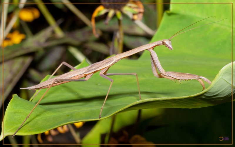 Carolina Mantis Species Profile & Facts Insectic