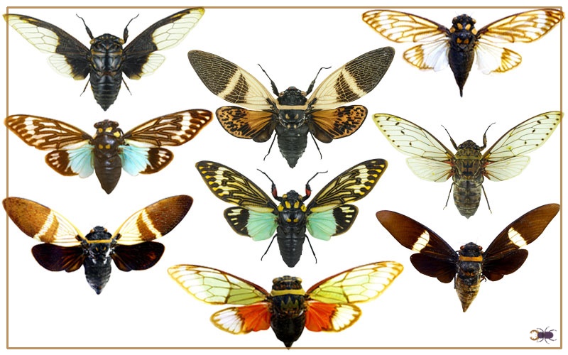 Types of Cicadas Different Cicada Species Insectic