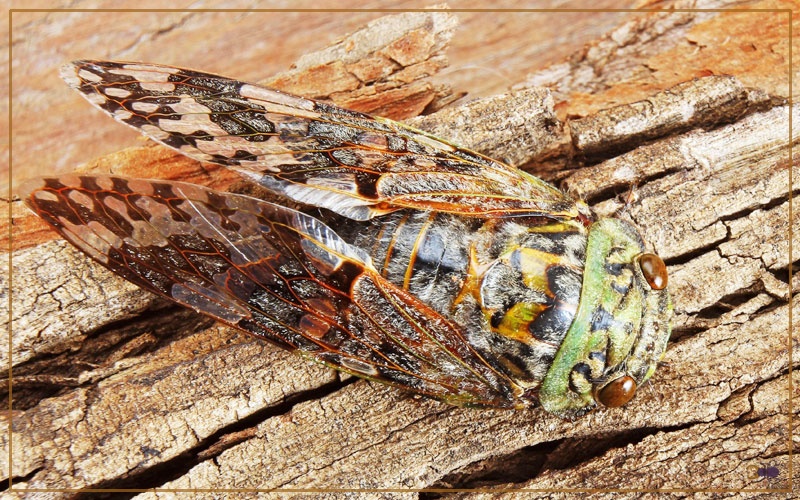 Are Cicadas Good for Anything? 4 Interesting Facts Insectic