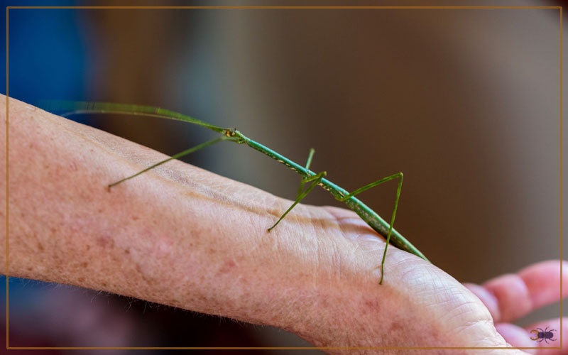 How to Keep Stick Insects as Pet? Insectic