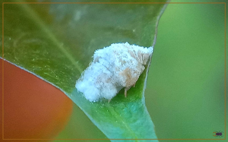 Planthopper Life Cycle With Facts & Pictures Insectic