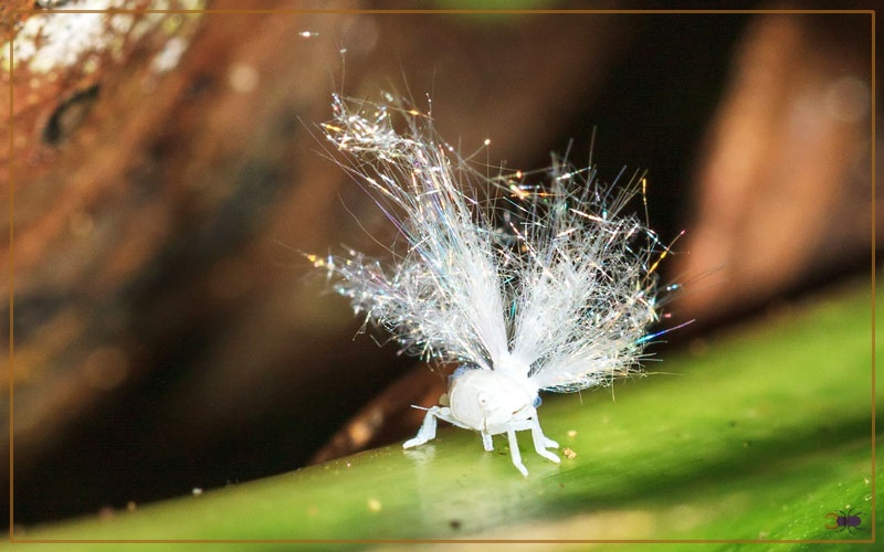 Planthopper Life Cycle With Facts & Pictures Insectic