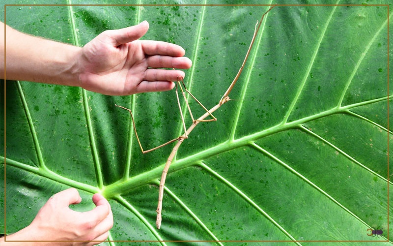 How Big do Stick Insects Get? Size and Growth Chart Insectic