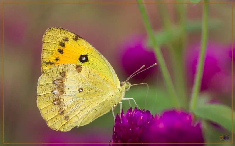Clouded Yellow Butterfly Identification, Life Cycle, and Behavior