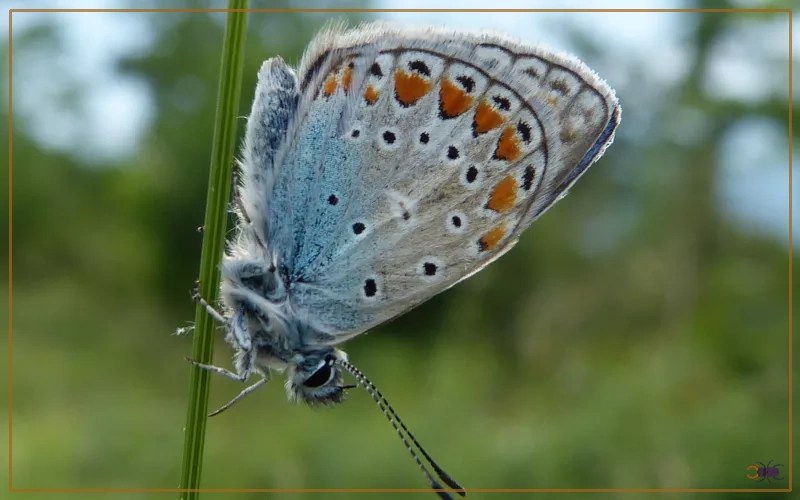 20 Blue Butterfly Species Insectic