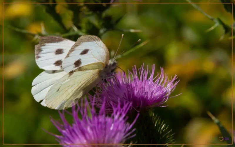 Large White Butterfly Identification, Life Cycle, and Behavior Insectic
