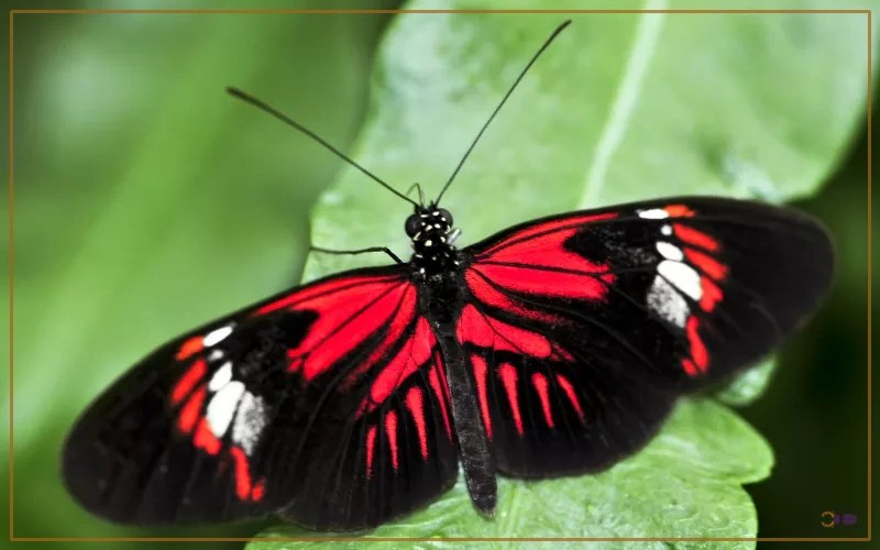 20 Butterfly Species with Red Markings Insectic