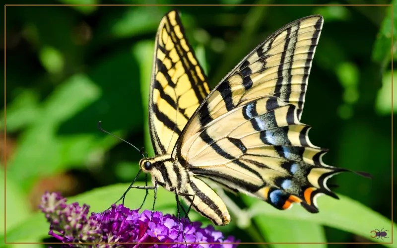 20 Black and Yellow Butterfly Species Insectic