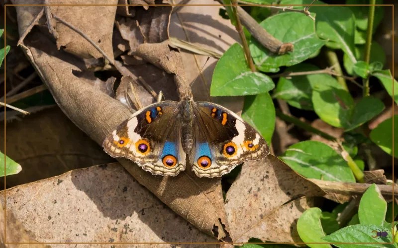 20 Butterfly Species with Eyes on Wings Insectic