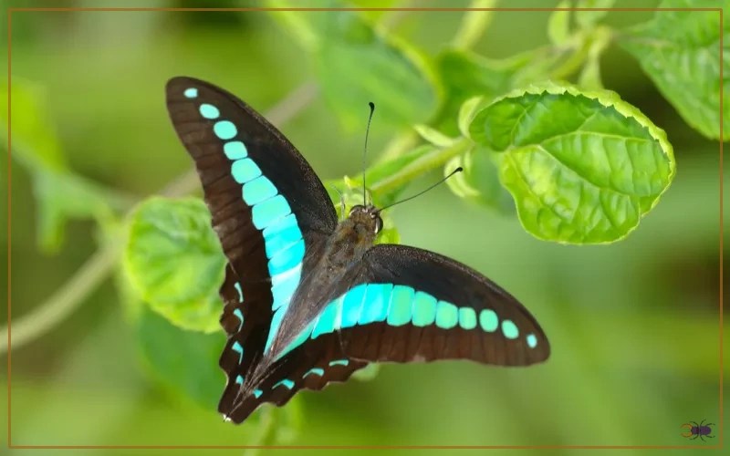 50 Butterfly Species in Australia Insectic