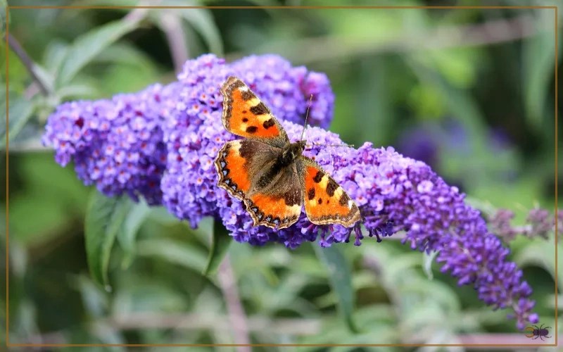 20 Plants That Attract Butterflies in Texas Insectic