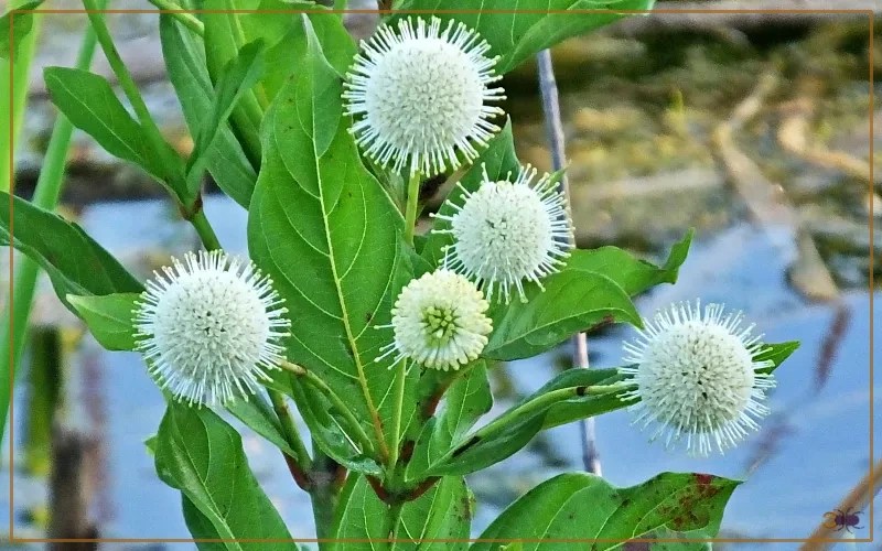 20 Plants That Attract Butterflies in Tennessee Insectic