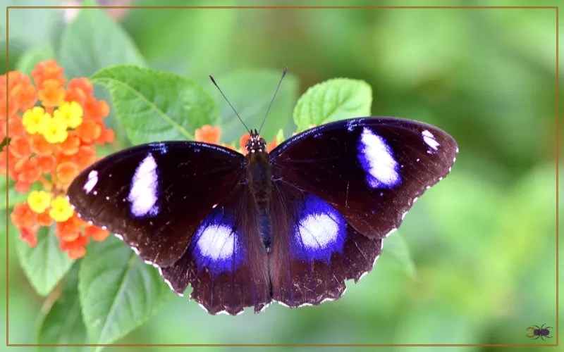 Blue Moon Butterfly Identification, Life Cycle, and Behavior Insectic