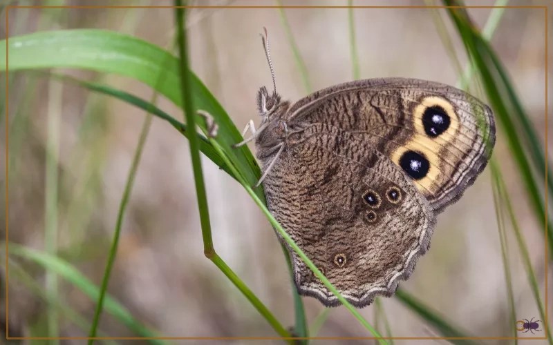 Common Wood Nymph Butterfly Identification, Life Cycle, and Behavior