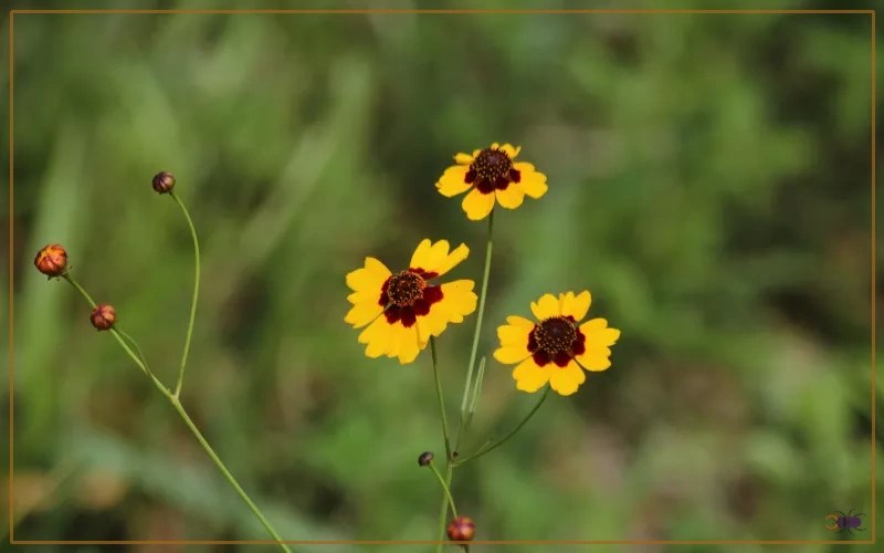 20 Plants That Attract Butterflies in Tennessee Insectic