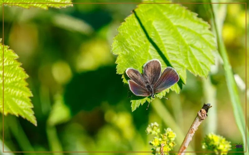 30 Butterfly Species in Iceland Insectic