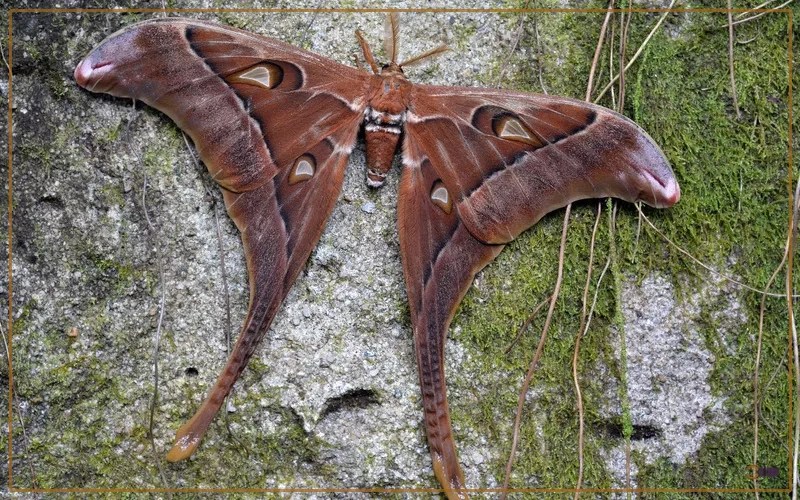 Hercules Moth Identification, Life Cycle, and Behavior Insectic