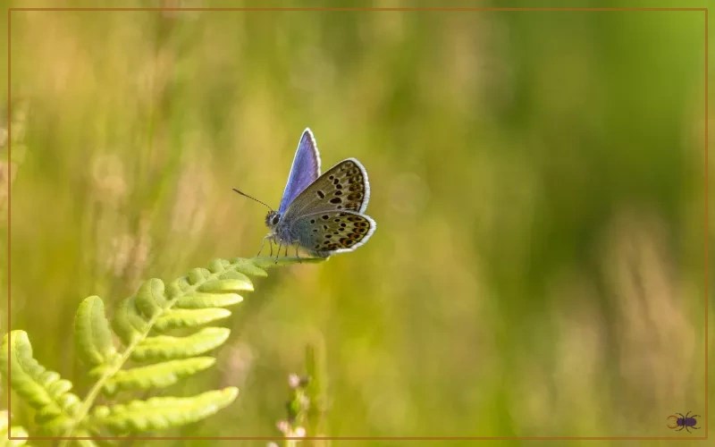 30 Butterfly Species in Iceland Insectic