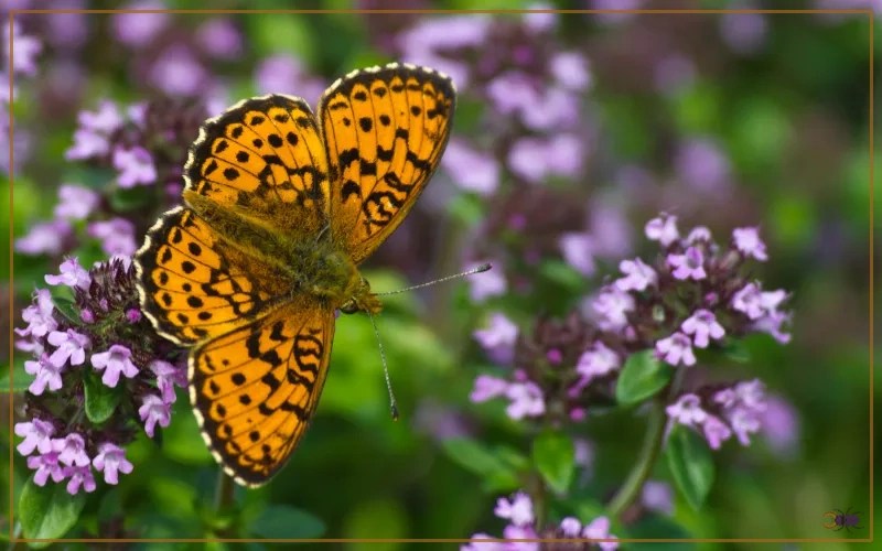 30 Butterfly Species in Iceland Insectic