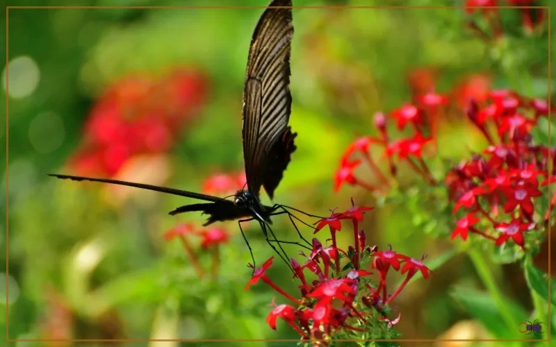 20 Plants That Attract Butterflies in Florida Insectic