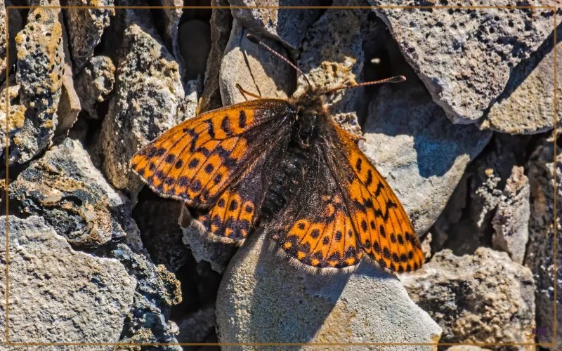 30 Butterfly Species in Iceland Insectic