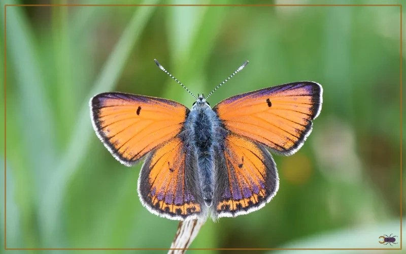 30 Butterfly Species in Iceland Insectic